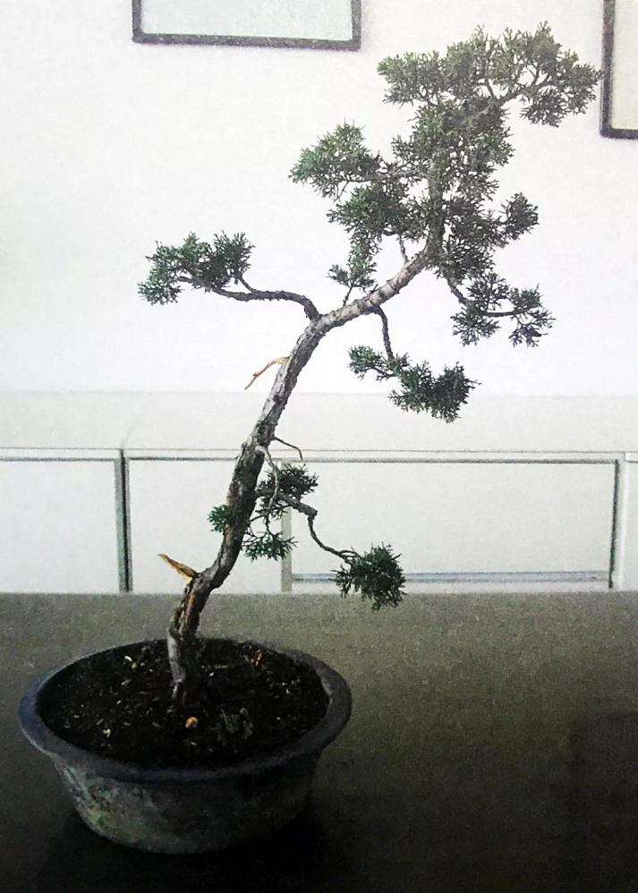 文人树盆景怎样制作的方法