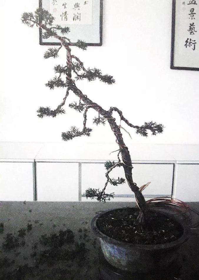 文人树盆景怎样制作的方法