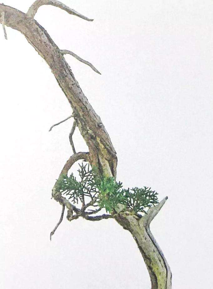 文人树盆景怎样制作的方法