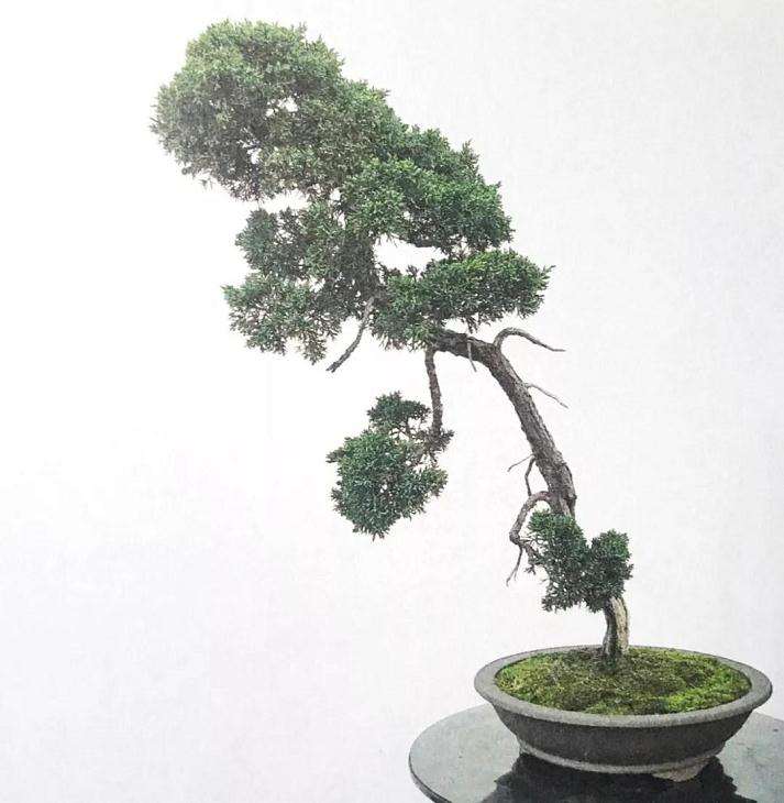 文人树盆景怎样制作的方法