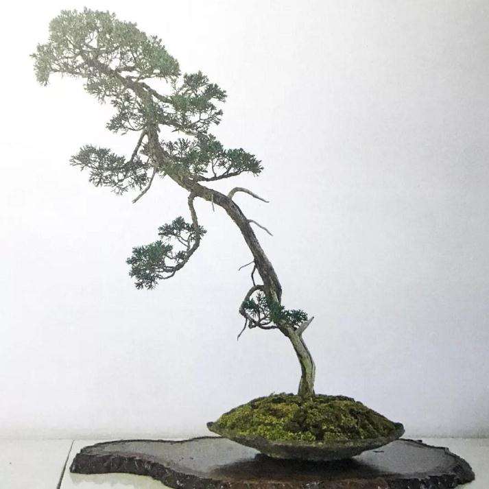 文人树盆景怎样制作的方法