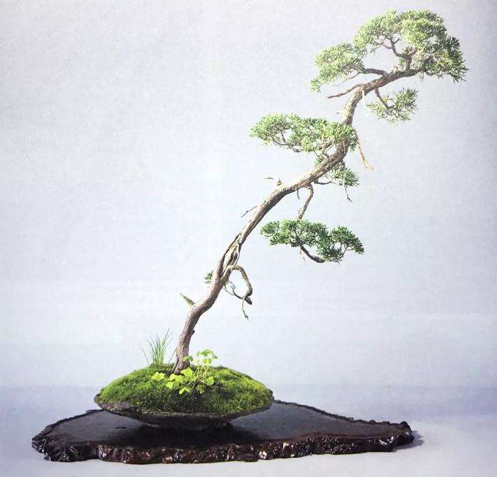 文人树盆景怎样制作的方法