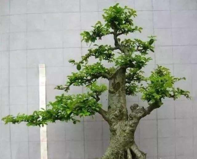 福建茶盆景老叶发黄掉叶是什么原因