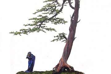 福建茶盆景老叶发黄掉叶是什么原因？