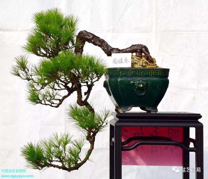 中山市南朗镇盆景交流会