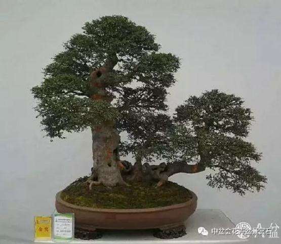 第三届国际BCI国际盆景大会终选揭晓