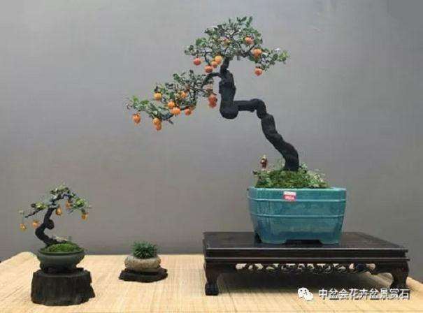 第三届国际BCI国际盆景大会终选揭晓