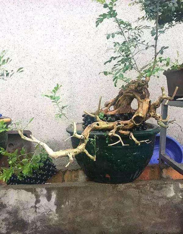 花了80元捡漏买的九里香树桩盆景