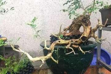 花了80元捡漏买的九里香树桩盆景