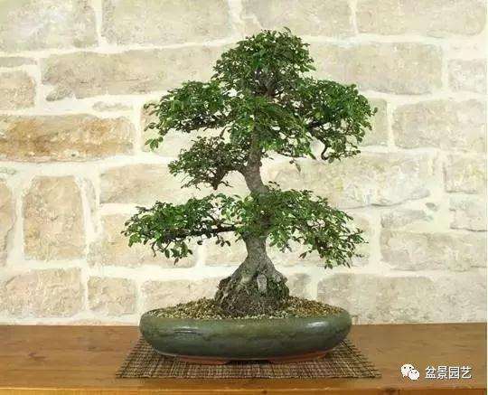 夏季榆树盆景生长旺盛 容易枝叶干枯