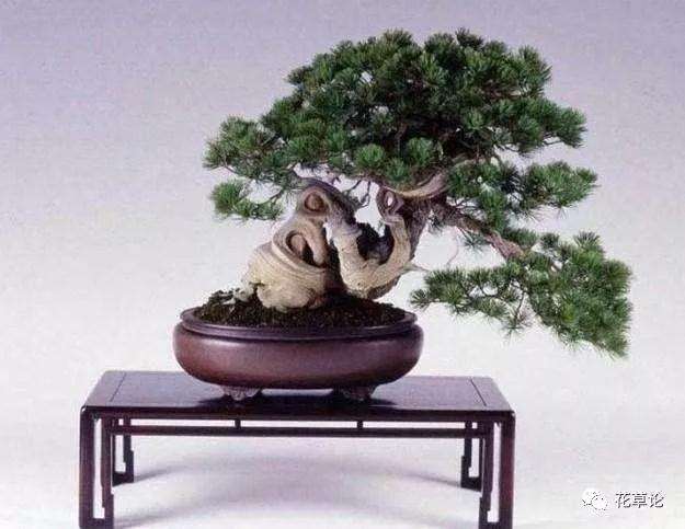 盆景种植使用什么土壤最好