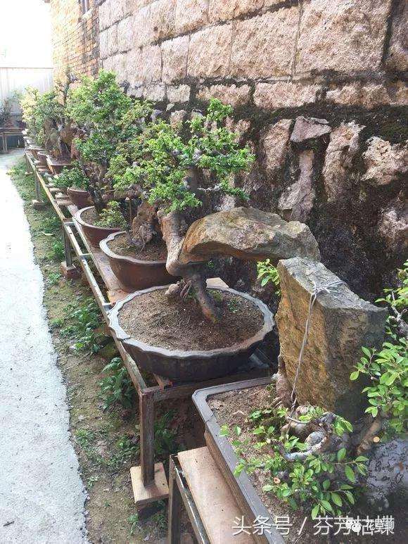 怎样制作榆树附石盆景的方法