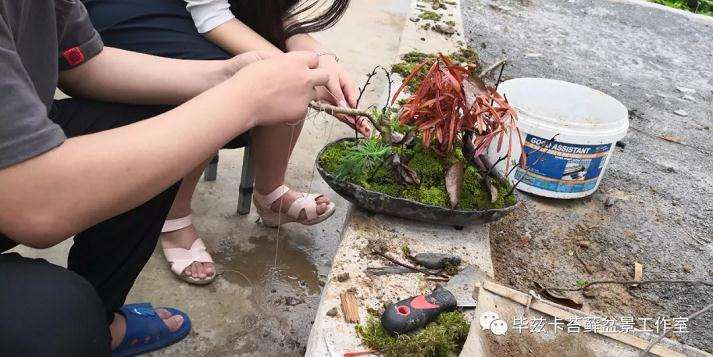 正式挂牌入驻工作室并进行盆景制作练习