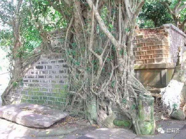 老人怜惜挖一条盆景