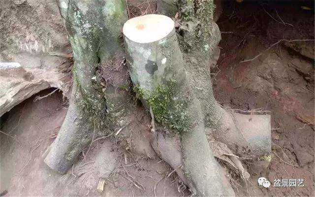 树桩盆景加河沙栽种