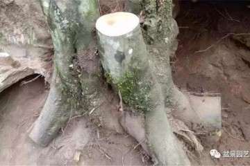 树桩盆景加河沙栽种 最好成活 图片