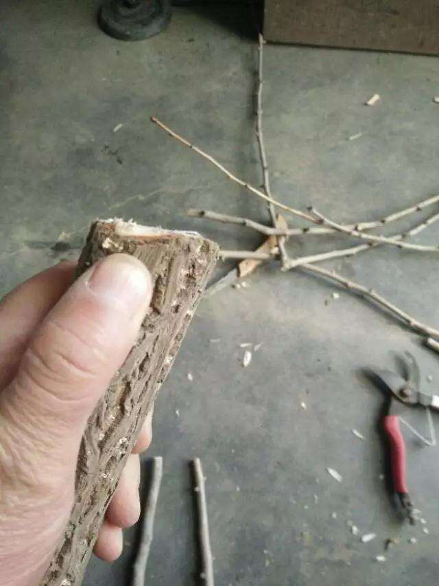 盆景制作中怎样用插皮舌接方法