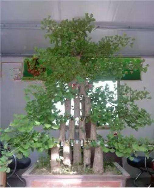 盆景制作中怎样用插皮舌接方法