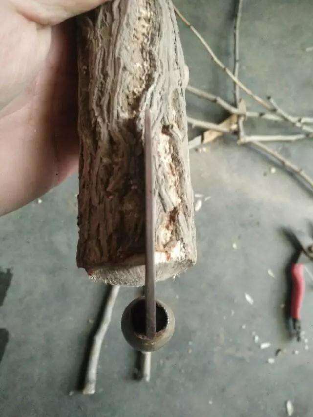 盆景制作中怎样用插皮舌接方法