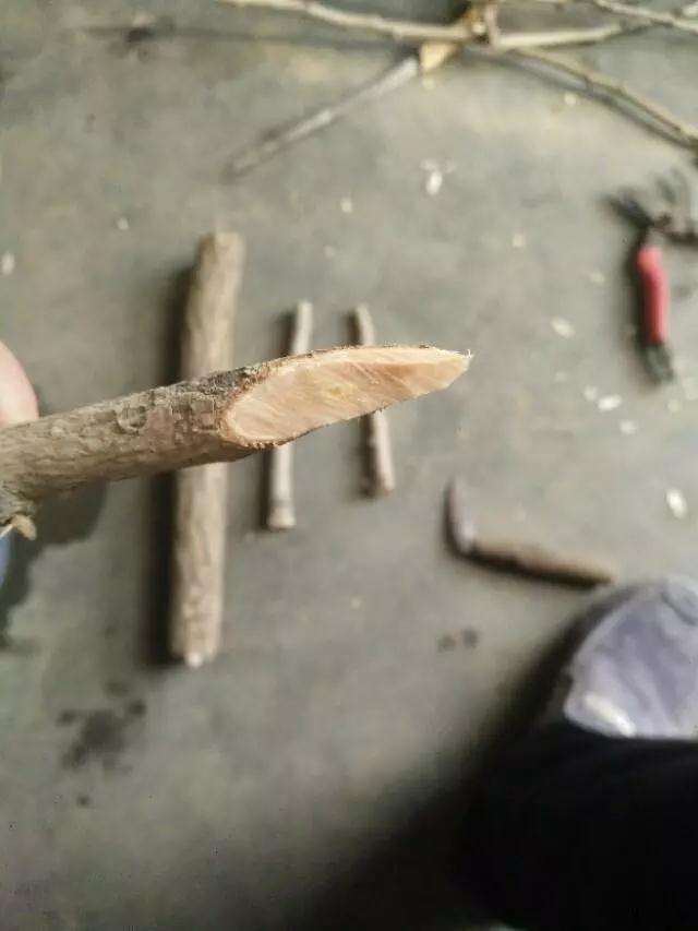 盆景制作中怎样用插皮舌接方法