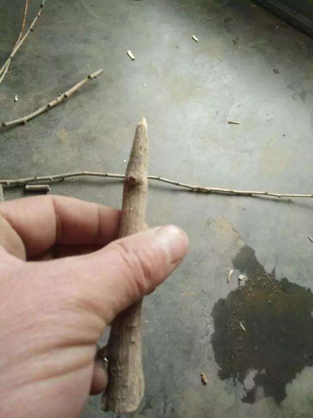 盆景制作中怎样用插皮舌接方法