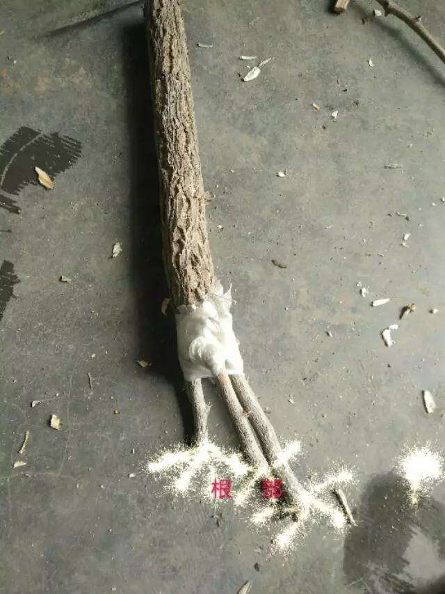 盆景制作中怎样用插皮舌接方法