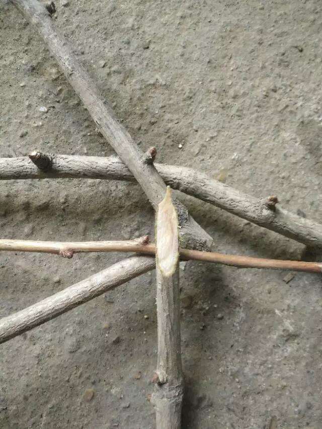 盆景制作中怎样用插皮舌接方法