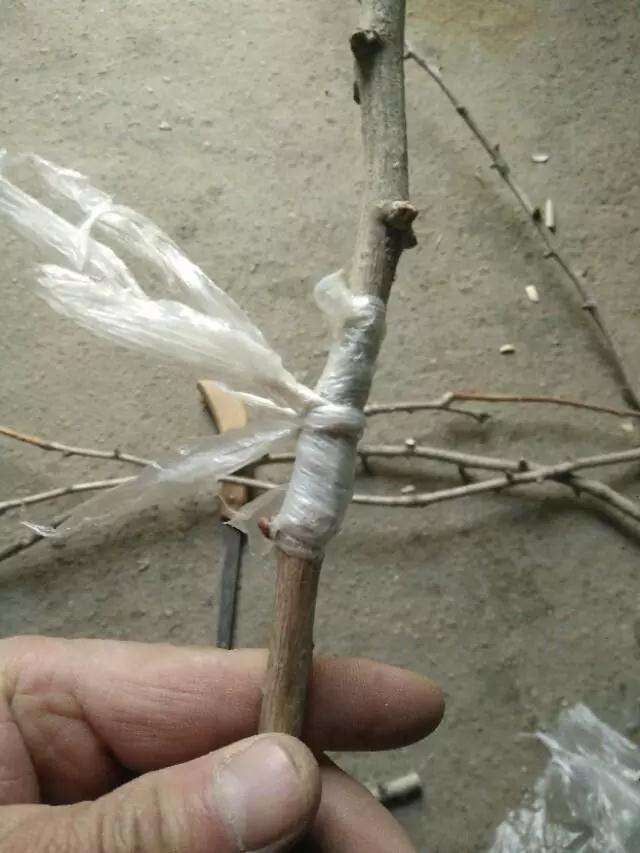 盆景制作中怎样用插皮舌接方法