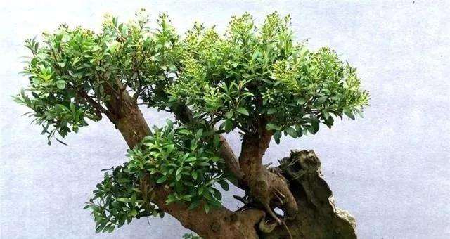 盆景盘根怎样造型的方法