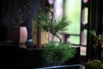 古猗园举办志愿者盆景展