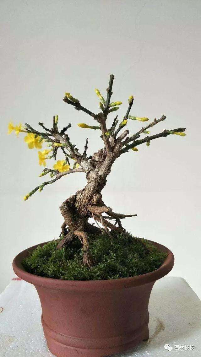 为什么小盆景越来越受欢迎