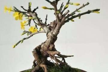 为什么小盆景越来越受欢迎 价格便宜