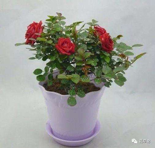 月季盆景采桩后怎样制作的方法