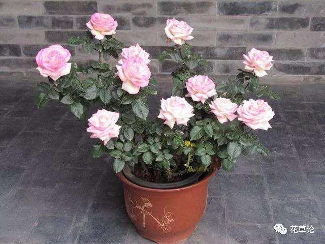 月季盆景采桩后怎样制作的方法