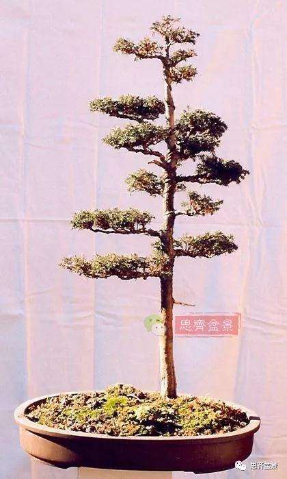 图解 盆景怎样直干式造型的方法