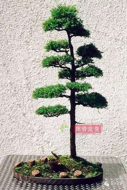 图解 盆景怎样直干式造型的方法