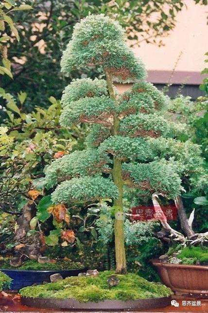 图解 盆景怎样直干式造型的方法