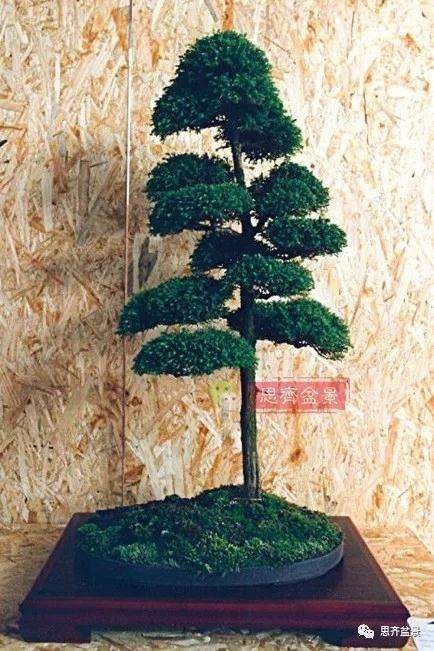 图解 盆景怎样直干式造型的方法