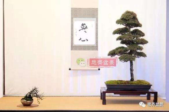 图解 盆景怎样直干式造型的方法