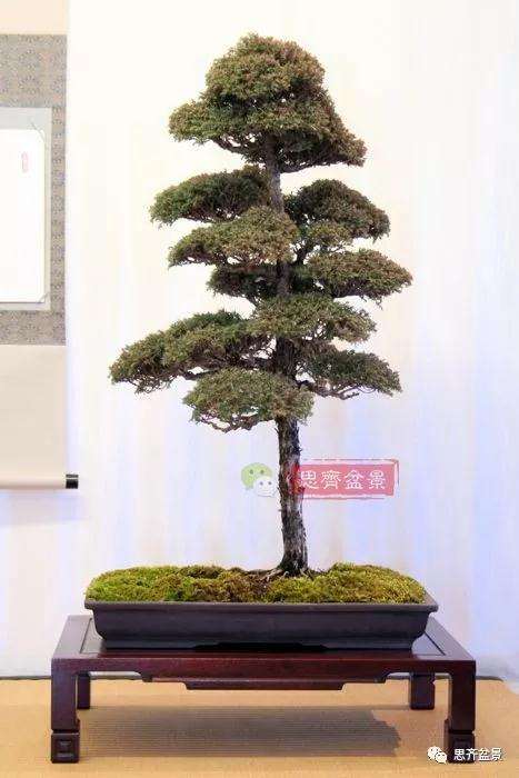 图解 盆景怎样直干式造型的方法