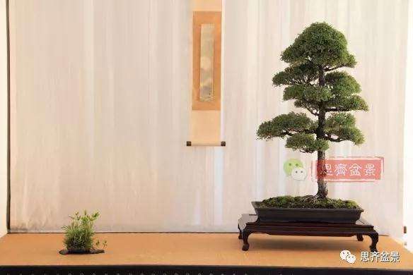 图解 盆景怎样直干式造型的方法