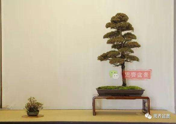 图解 盆景怎样直干式造型的方法