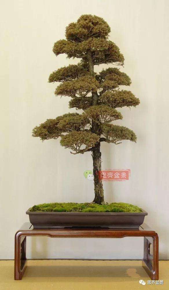 图解 盆景怎样直干式造型的方法