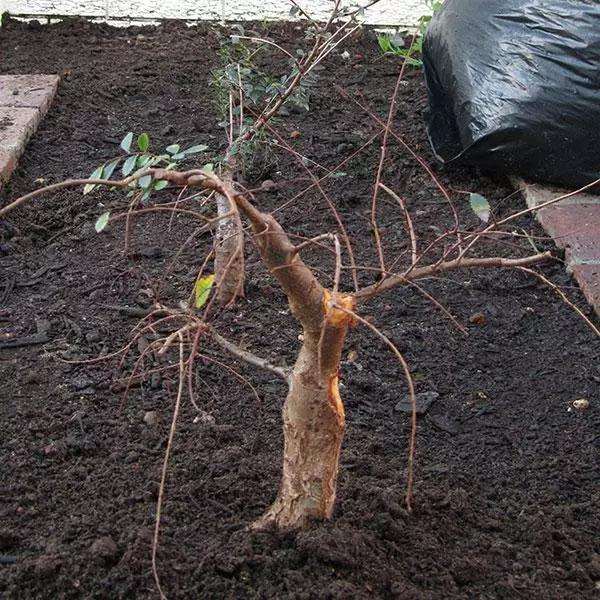 制作榆树盆景的3个阶段