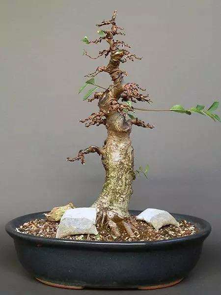 制作榆树盆景的3个阶段