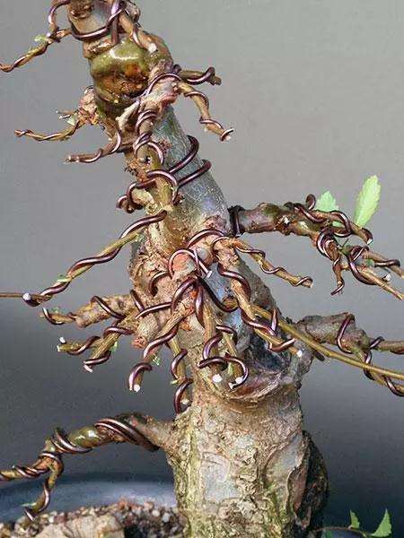 制作榆树盆景的3个阶段