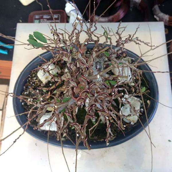 制作榆树盆景的3个阶段