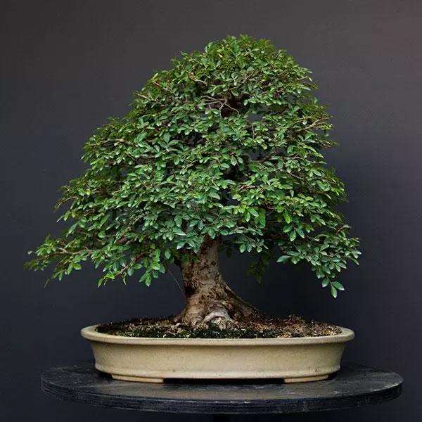 制作榆树盆景的3个阶段