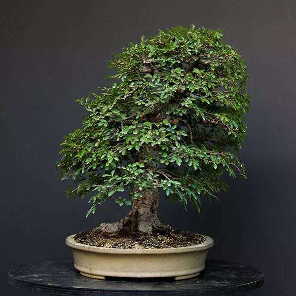 制作榆树盆景的3个阶段