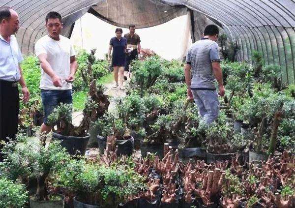 多亏张老师教我们做盆景